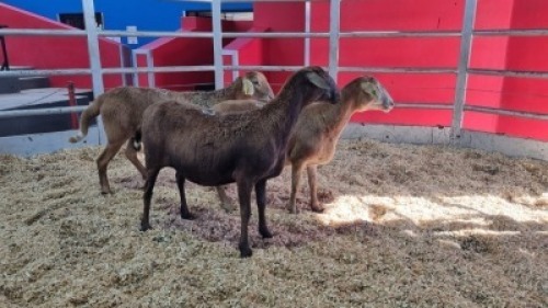 3 X MEATMASTER EWE (Per animal to take the lot)