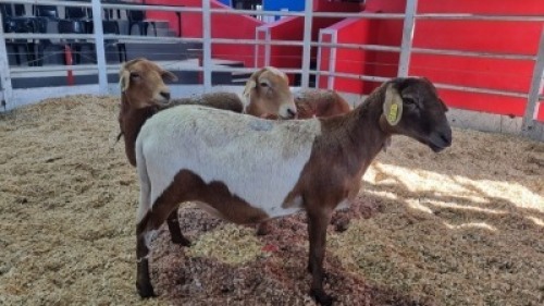 3 X MEATMASTER EWE (Per animal to take the lot)
