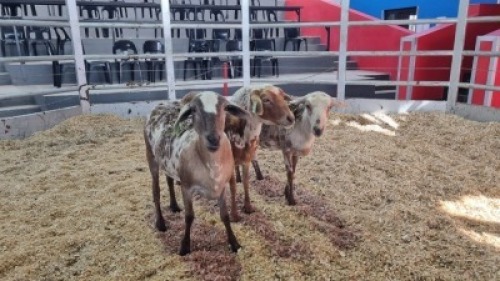 3 X MEATMASTER EWE (Per animal to take the lot)