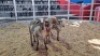 3 X MEATMASTER EWE (Per animal to take the lot)