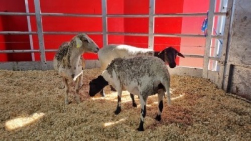 3 X MEATMASTER EWE (Per animal to take the lot)