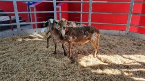 3 X MEATMASTER EWE (Per animal to take the lot)