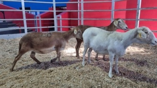3 X MEATMASTER EWE (Per animal to take the lot)