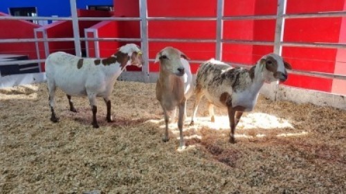 3 X MEATMASTER EWE (Per animal to take the lot)