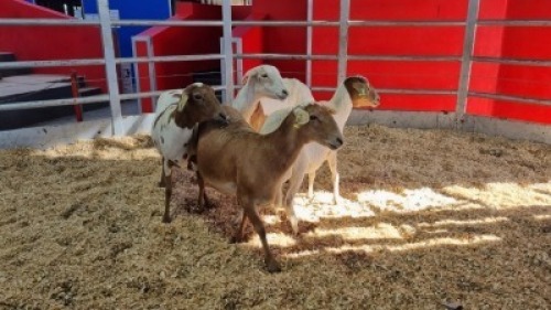 3 X MEATMASTER EWE (Per animal to take the lot)