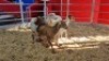 3 X MEATMASTER EWE (Per animal to take the lot)