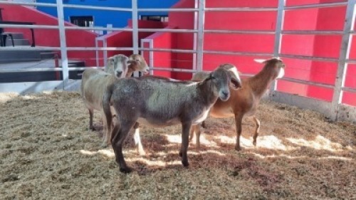 5 X MEATMASTER EWE (Per animal to take the lot)