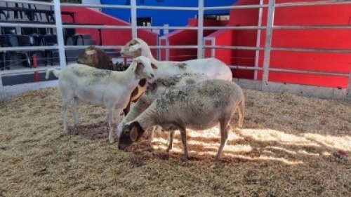 3 X MEATMASTER EWE (Per animal to take the lot)