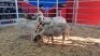 3 X MEATMASTER EWE (Per animal to take the lot)