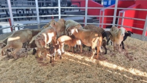 8+8 X MEATMASTER EWE (Per animal to take the lot)