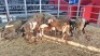 8+8 X MEATMASTER EWE (Per animal to take the lot)