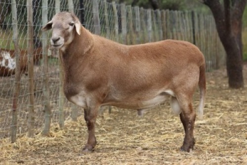 1 X MEATMASTER RAM