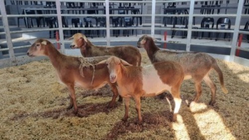 5 X MEATMASTER EWE (Per animal to take the lot)