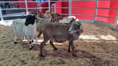 5 X MEATMASTER EWE (Per animal to take the lot)