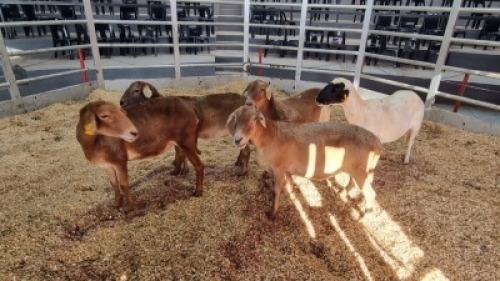 5 X MEATMASTER EWE (Per animal to take the lot)
