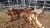 5 X MEATMASTER EWE (Per animal to take the lot)