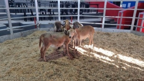 5 X MEATMASTER EWE (Per animal to take the lot)