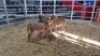 5 X MEATMASTER EWE (Per animal to take the lot)