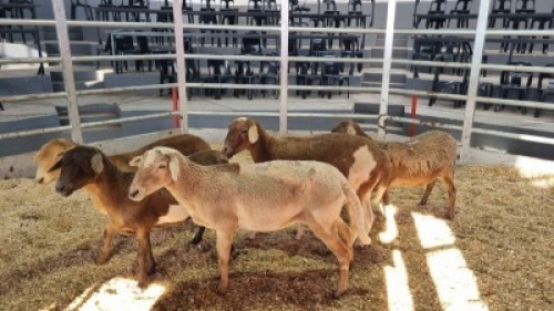 5 X MEATMASTER EWE (Per animal to take the lot)