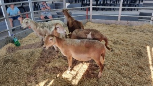 5 X MEATMASTER EWE (Per animal to take the lot)
