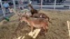 5 X MEATMASTER EWE (Per animal to take the lot)
