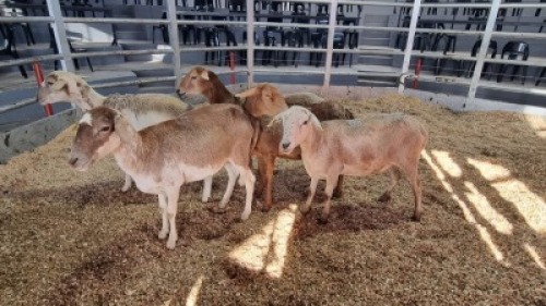 5 X MEATMASTER EWE (Per animal to take the lot)