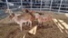 5 X MEATMASTER EWE (Per animal to take the lot)