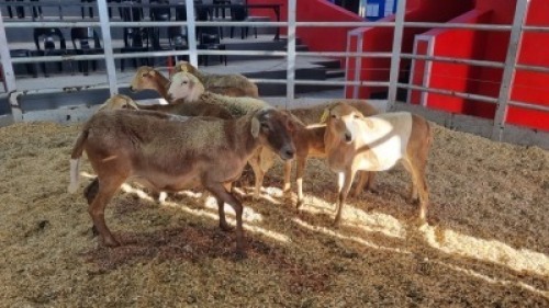 7 X MEATMASTER EWE (Per animal to take the lot)
