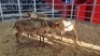 7 X MEATMASTER EWE (Per animal to take the lot)