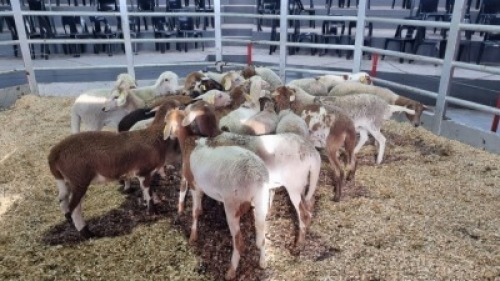 10 X MEATMASTER EWE (Per animal to take the lot)