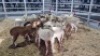 10 X MEATMASTER EWE (Per animal to take the lot)
