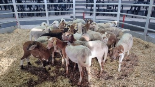 10 X MEATMASTER EWE (Per animal to take the lot)