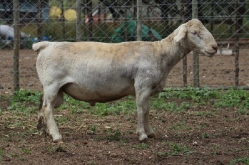 1 X WIT DORPER RAM