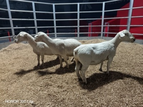 3 X WIT DORPER EWE (Per animal to take the lot)