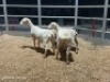3 X WIT DORPER EWE (Per animal to take the lot)