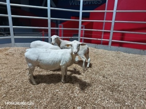 3 X WIT DORPER EWE (Per animal to take the lot)