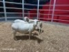 3 X WIT DORPER EWE (Per animal to take the lot)