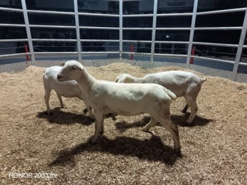 3 X WIT DORPER EWE (Per animal to take the lot)