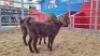 4 X KALAHARI RED DOE WIGGILL KALAHARI RED HERD (Per animal to take the lot)