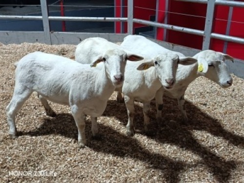 3 X WIT DORPER EWE (Per animal to take the lot)