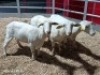 3 X WIT DORPER EWE (Per animal to take the lot)