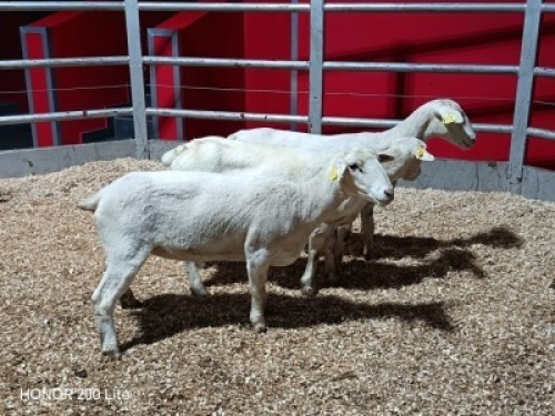 3 X WIT DORPER EWE (Per animal to take the lot)