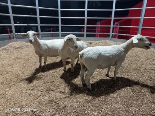3 X WIT DORPER EWE (Per animal to take the lot)