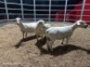 3 X WIT DORPER EWE (Per animal to take the lot)