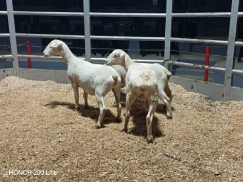 3 X WIT DORPER EWE (Per animal to take the lot)