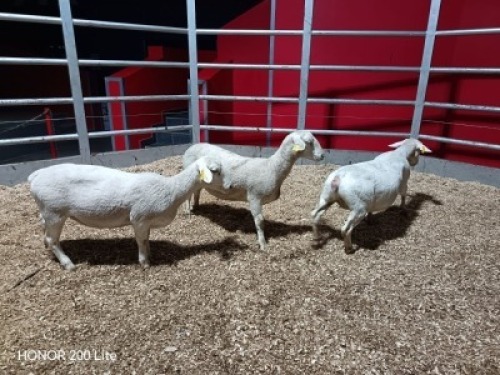 3 X WIT DORPER EWE (Per animal to take the lot)