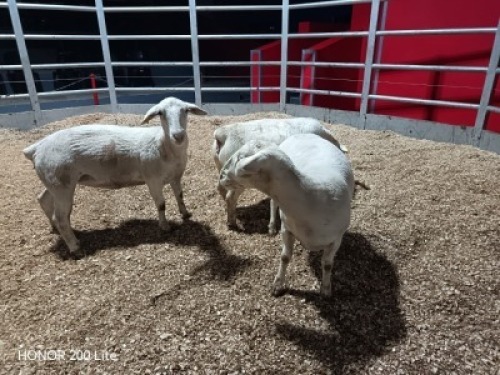 3 X WIT DORPER EWE (Per animal to take the lot)