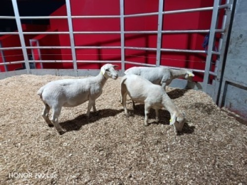 3 X WIT DORPER EWE (Per animal to take the lot)