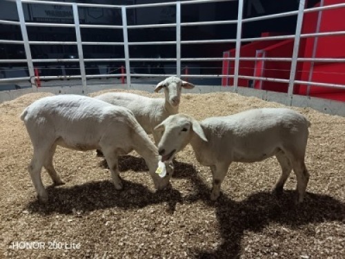 3 X WIT DORPER EWE (Per animal to take the lot)