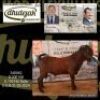 1X KALAHARI RED FLOCK BUCK Dhidejak